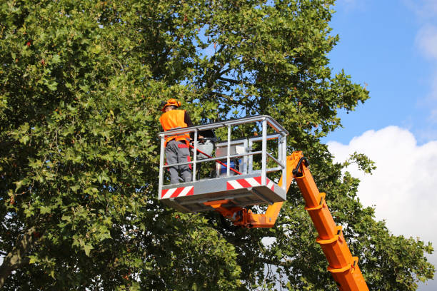 Best Tree Health Inspection  in Meriden, CT