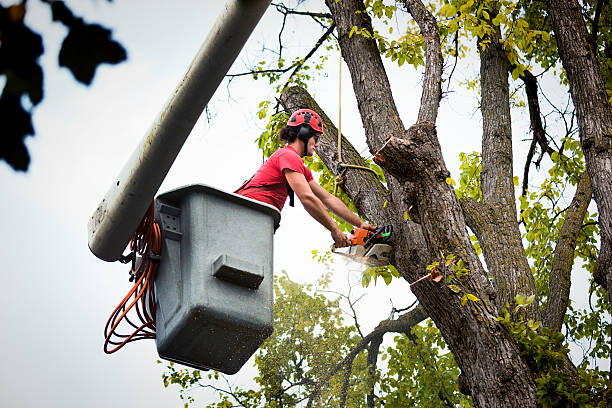 Why Choose Our Tree Removal Services in Meriden, CT?